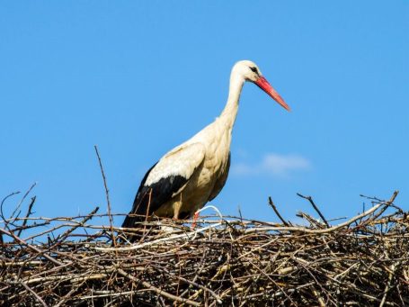 Storch im Nest Storch im Nest