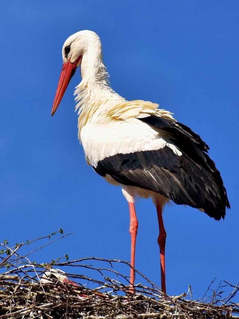 Storchennest mit Störchen Storchennest mit Störchen